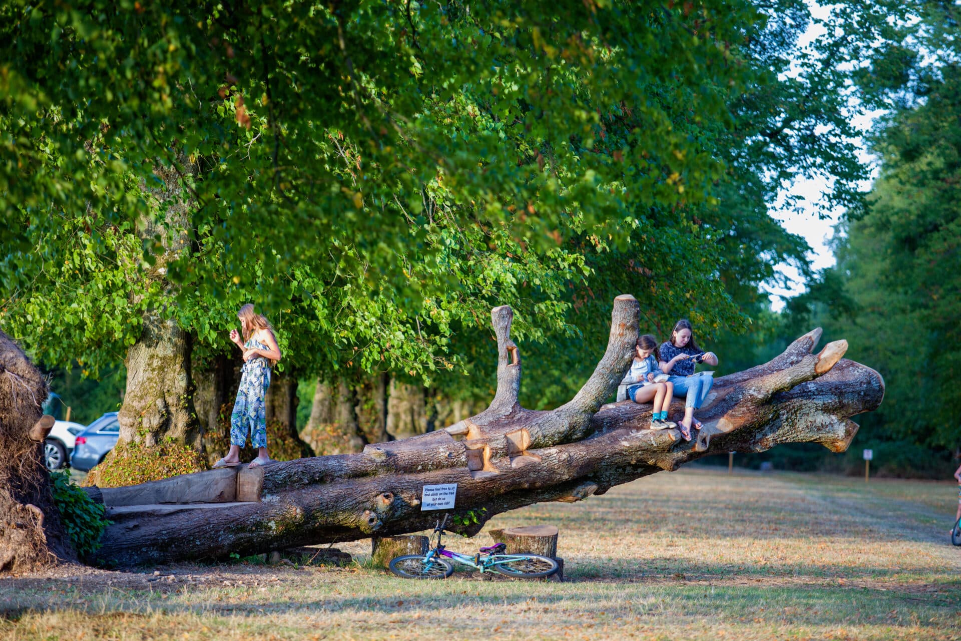 Harry's Meadow