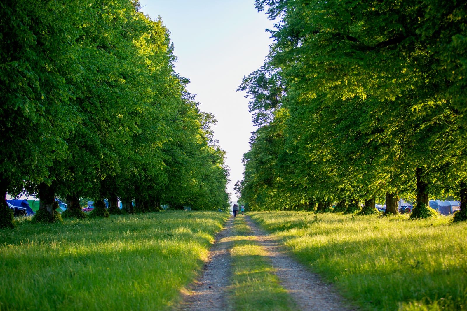 Harry's Meadow