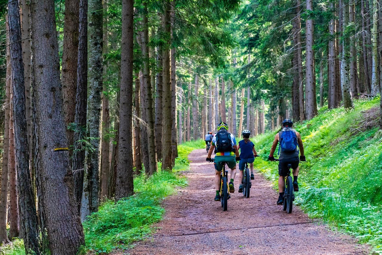 The best New Forest cycling trails